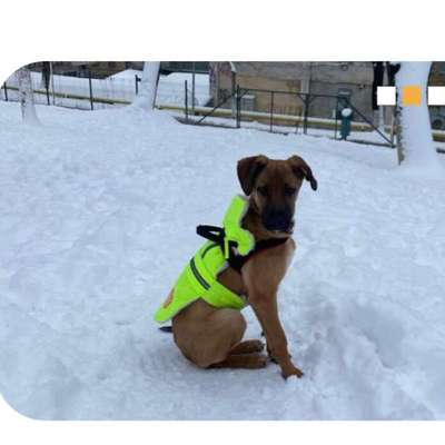 Tierschutzhunde suchen ein Zuhause-Beitrag-Bild