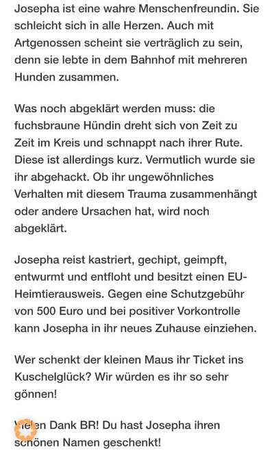 Tierschutzhunde suchen ein Zuhause-Beitrag-Bild