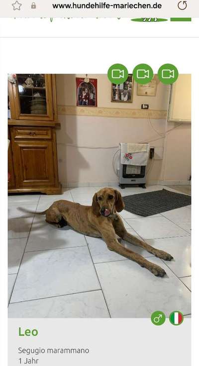 Tierschutzhunde suchen ein Zuhause-Beitrag-Bild