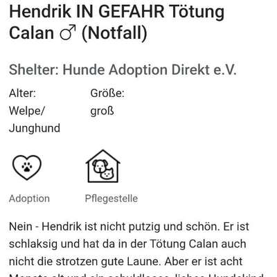 Tierschutzhunde suchen ein Zuhause-Beitrag-Bild