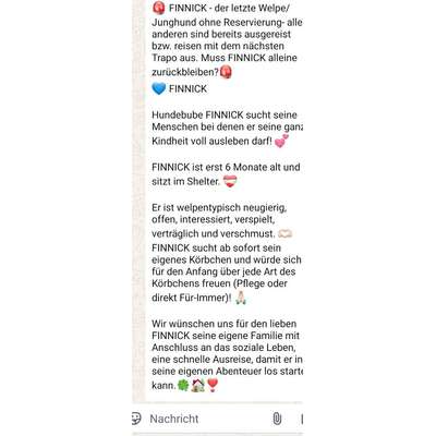 Tierschutzhunde suchen ein Zuhause-Beitrag-Bild