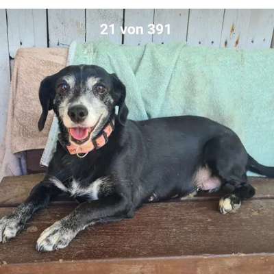 Tierschutzhunde suchen ein Zuhause-Beitrag-Bild