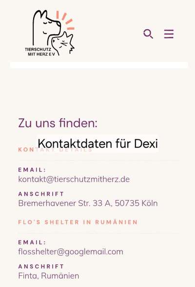 Tierschutzhunde suchen ein Zuhause-Beitrag-Bild