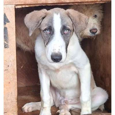 Tierschutzhunde suchen ein Zuhause-Beitrag-Bild