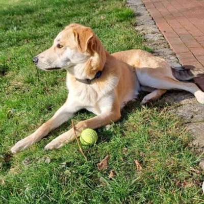 Tierschutzhunde suchen ein Zuhause-Beitrag-Bild