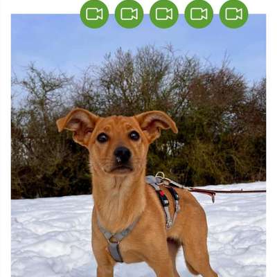 Tierschutzhunde suchen ein Zuhause-Beitrag-Bild