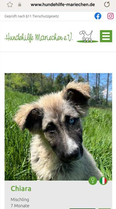 Tierschutzhunde suchen ein Zuhause-Beitrag-Bild