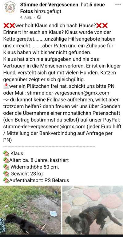 Tierschutzhunde suchen ein Zuhause-Beitrag-Bild