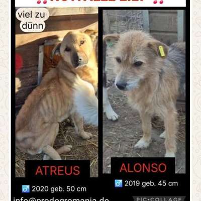 Tierschutzhunde suchen ein Zuhause-Beitrag-Bild