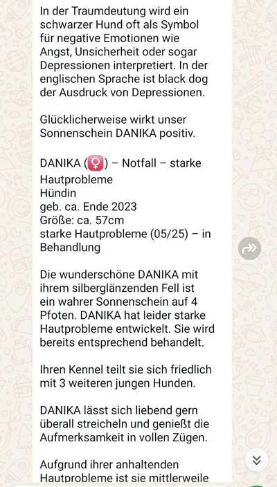 Tierschutzhunde suchen ein Zuhause-Beitrag-Bild