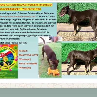 Tierschutzhunde suchen ein Zuhause-Beitrag-Bild