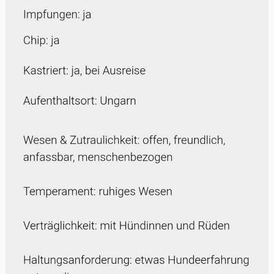 Tierschutzhunde suchen ein Zuhause-Beitrag-Bild