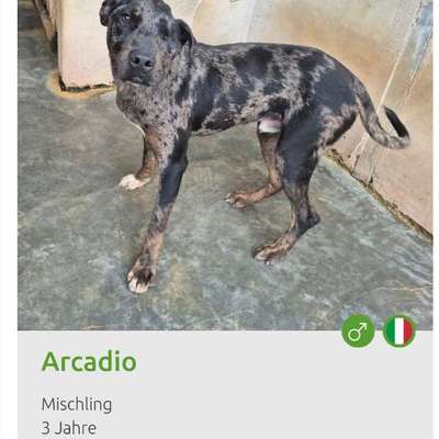 Tierschutzhunde suchen ein Zuhause-Beitrag-Bild