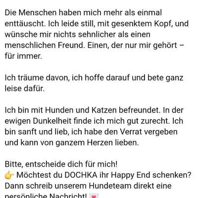 Tierschutzhunde suchen ein Zuhause-Beitrag-Bild