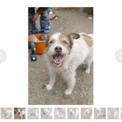 Tierschutzhunde suchen ein Zuhause-Beitrag-Bild