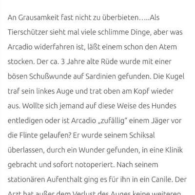 Tierschutzhunde suchen ein Zuhause-Beitrag-Bild