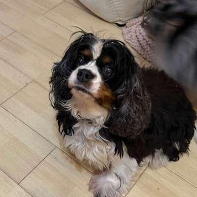 Tierschutzhunde suchen ein Zuhause-Beitrag-Bild