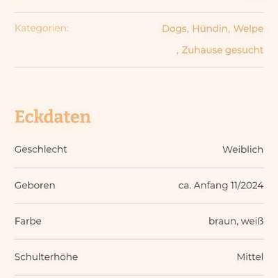 Tierschutzhunde suchen ein Zuhause-Beitrag-Bild