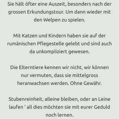 Tierschutzhunde suchen ein Zuhause-Beitrag-Bild