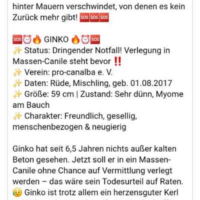 Tierschutzhunde suchen ein Zuhause-Beitrag-Bild