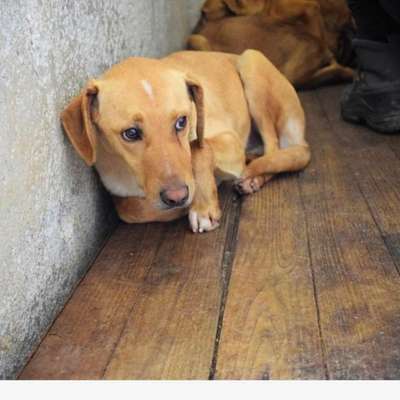Tierschutzhunde suchen ein Zuhause-Beitrag-Bild