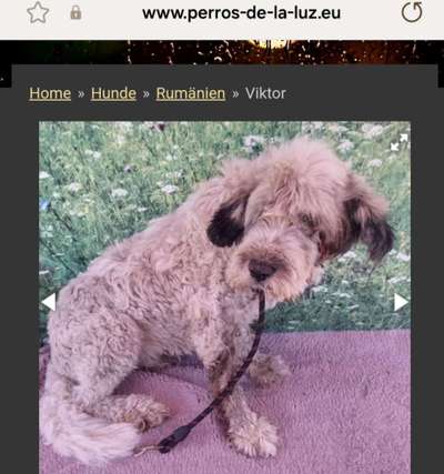 Tierschutzhunde suchen ein Zuhause-Beitrag-Bild