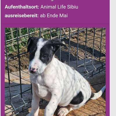 Tierschutzhunde suchen ein Zuhause-Beitrag-Bild