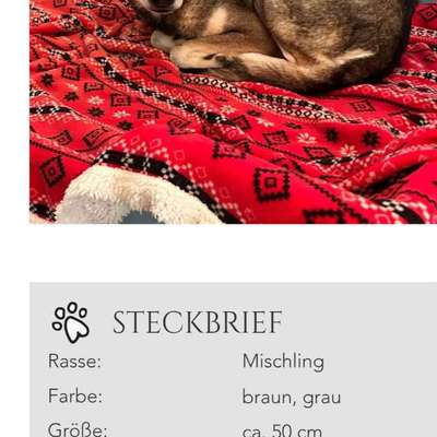 Tierschutzhunde suchen ein Zuhause-Beitrag-Bild