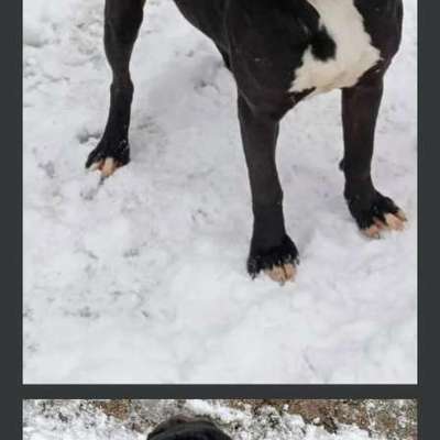 Tierschutzhunde suchen ein Zuhause-Beitrag-Bild