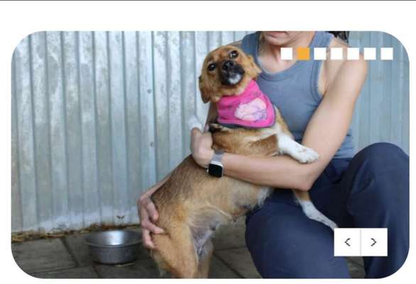 Tierschutzhunde suchen ein Zuhause-Beitrag-Bild