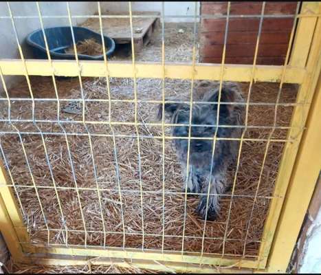 Tierschutzhunde suchen ein Zuhause-Beitrag-Bild