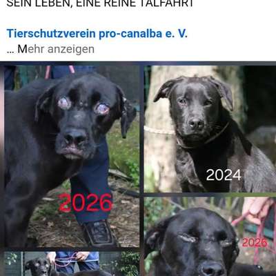 Tierschutzhunde suchen ein Zuhause-Beitrag-Bild