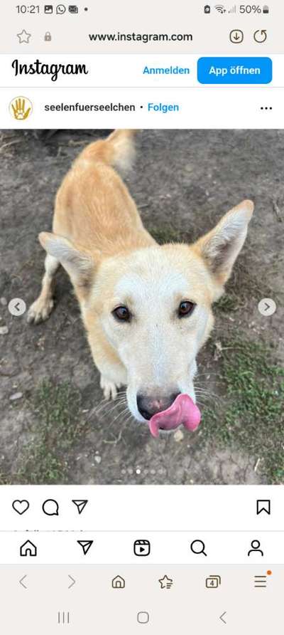 Tierschutzhunde suchen ein Zuhause-Beitrag-Bild