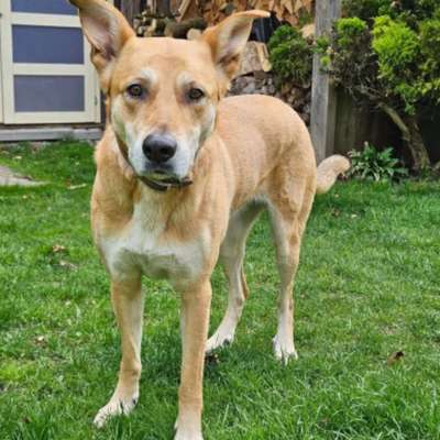 Tierschutzhunde suchen ein Zuhause-Beitrag-Bild