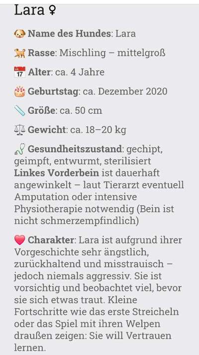 Tierschutzhunde suchen ein Zuhause-Beitrag-Bild