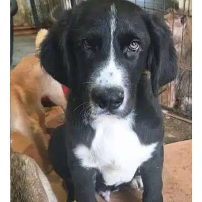 Tierschutzhunde suchen ein Zuhause-Beitrag-Bild