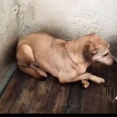 Tierschutzhunde suchen ein Zuhause-Beitrag-Bild