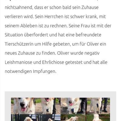 Tierschutzhunde suchen ein Zuhause-Beitrag-Bild