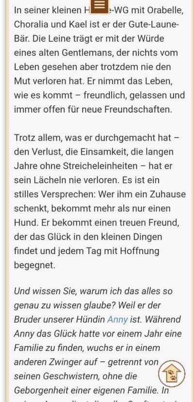 Tierschutzhunde suchen ein Zuhause-Beitrag-Bild