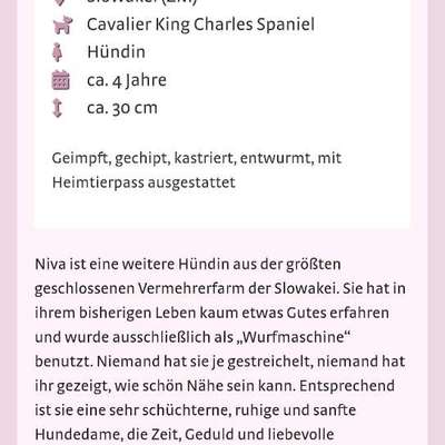 Tierschutzhunde suchen ein Zuhause-Beitrag-Bild