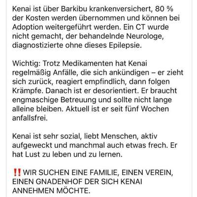 Tierschutzhunde suchen ein Zuhause-Beitrag-Bild