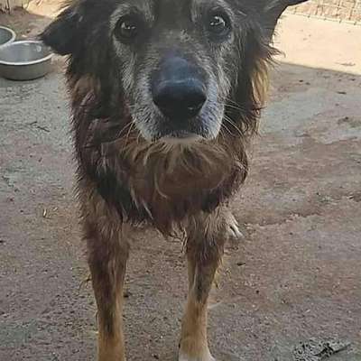 Tierschutzhunde suchen ein Zuhause-Beitrag-Bild