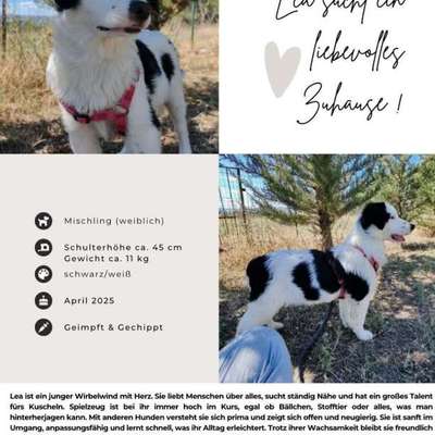 Tierschutzhunde suchen ein Zuhause-Beitrag-Bild