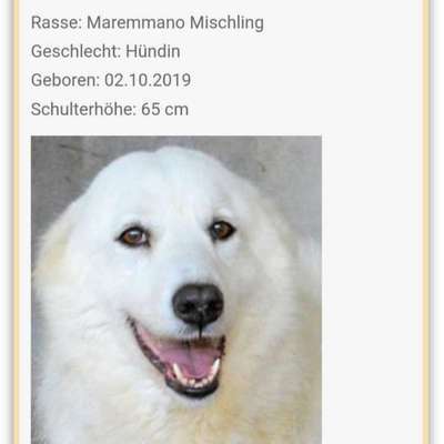 Tierschutzhunde suchen ein Zuhause-Beitrag-Bild