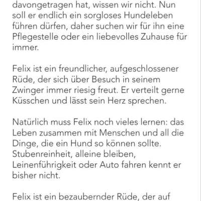 Tierschutzhunde suchen ein Zuhause-Beitrag-Bild