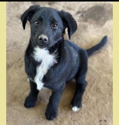 Tierschutzhunde suchen ein Zuhause-Beitrag-Bild