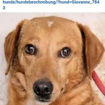 Tierschutzhunde suchen ein Zuhause-Beitrag-Bild