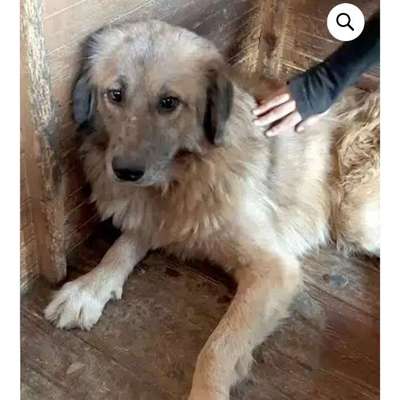 Tierschutzhunde suchen ein Zuhause-Beitrag-Bild