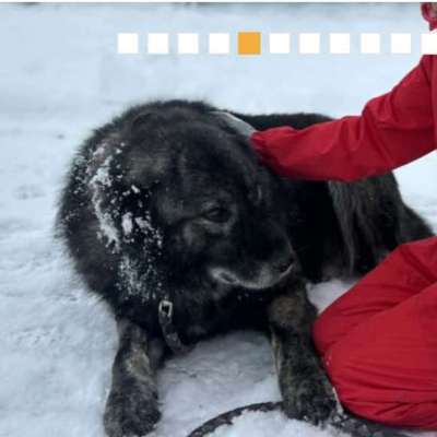 Tierschutzhunde suchen ein Zuhause-Beitrag-Bild