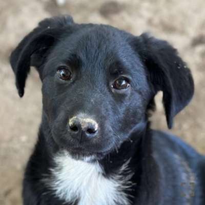 Tierschutzhunde suchen ein Zuhause-Beitrag-Bild